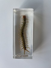 Real florida centipede for sale Real florida centipede for sale  STAMFORD