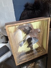 bird taxidermy for sale bird taxidermy for sale SOLIHULL