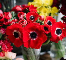 Anemone caen hollandia for sale  CRAWLEY