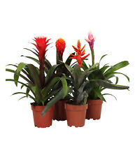 Bromelien pflanzenset guzmanie gebraucht kaufen  Rain