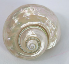 White turbo seashell for sale  Palm Coast