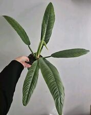 Philodendron campii lynette for sale  LONDON