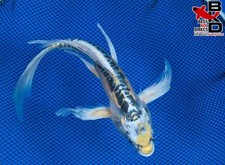 koi butterfly for sale koi butterfly for sale Claudville