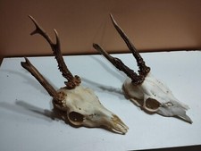 Trophees massacres chevreuils d'occasion  France