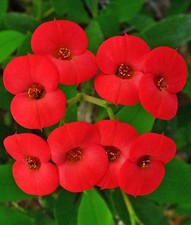 Pianta euphorbia milii usato  Torre Canavese