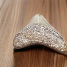 Megalodon hai zahn gebraucht kaufen  Frankfurt am Main