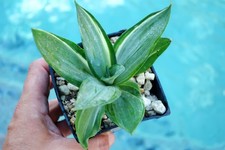 Agave desmettiana quicksilver for sale  Downey