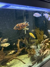Beautiful cali dragonblood for sale  Kokomo