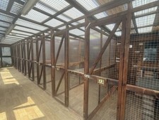 Cattery business assets for sale  REDDITCH