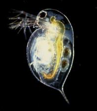 Starter inoculo dafnia usato  Chieti
