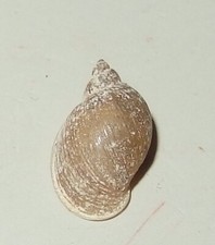 Lymnaea fontinalis lymnaeidae for sale  Shipping to United Kingdom