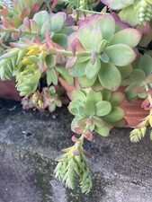 Plants boutures sedum d'occasion  Lyon VI