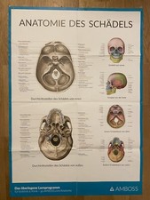 Anatomie schädels lernposter gebraucht kaufen  Frankfurt am Main