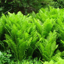 Matteuccia struthiopteris shut for sale  HORSHAM