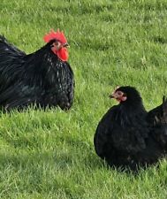 Preorder black pekin for sale  NEWRY