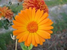 Pot marigold seeds for sale  WALLASEY