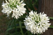 Agapanthus africanus albus for sale Agapanthus africanus albus for sale  LONDON