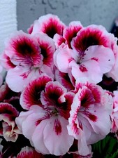 Geranium live plant for sale  San Jose