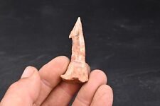 Dent fossile poisson d'occasion  Forcalquier