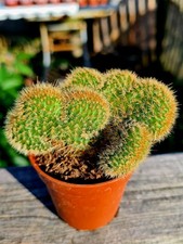 Hildewintera aureispina crista for sale  CLACTON-ON-SEA