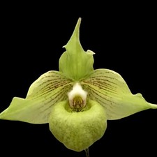 Rare paphiopedilum jackii for sale  LONDON