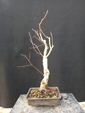 Bonsai betulla usato  Montevarchi