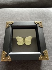 Framed butterfly specimen for sale  BEXHILL-ON-SEA