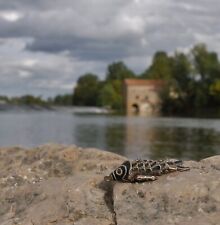 Ancien pendentif bijoux d'occasion  Lamagistère
