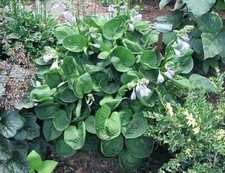 Nippers schatten hosta gebraucht kaufen  Mutterstadt