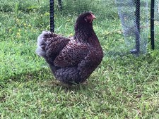 Blue laced wyandotte for sale  PLYMOUTH