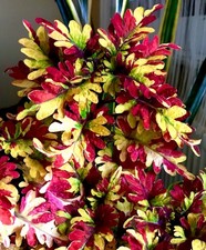 Coleus buntnessel colorieem gebraucht kaufen  Ober-Mörlen