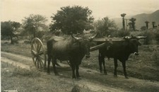 Usado, Messico Carreta De Bueyes Bue Cart Vecchio Vero Foto Cartolina comprar usado  Enviando para Brazil
