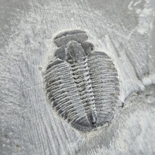 Fossil trilobite asapiscus for sale  SEAFORD