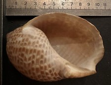 Collection coquillages tonna d'occasion  Champigny-sur-Marne