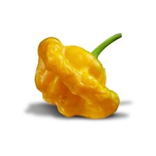 Semi jamaican hot usato  Valva