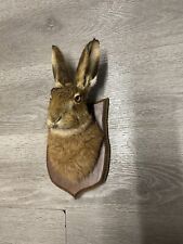 Taxidermy hare for sale  BARNSLEY