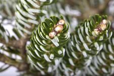 Abies koreana silver gebraucht kaufen  Westerstede