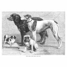 Prize dogs dublin for sale  GLASGOW