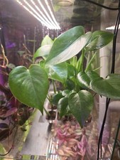 Monstera deliciosa plug for sale  Massillon