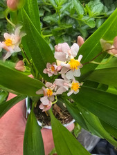 Rare oncidium twinkle for sale  HALSTEAD