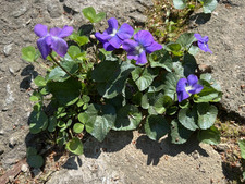 Native wild violets for sale  Gastonia