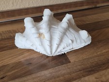 Mördermuschel 19 cm gebraucht kaufen  Chemnitz
