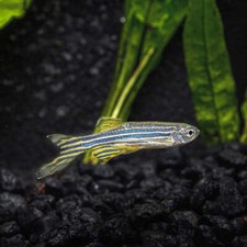 Longfin blue danios for sale  Flower Mound