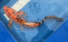 Bekko doitsu butterfly for sale  New Port Richey