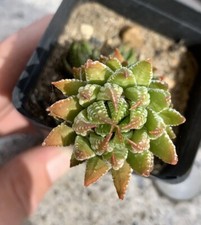 Haworthia haworthiopsis reinwa for sale  San Diego