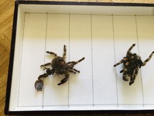 Vogelspinne gehäutet sammelob gebraucht kaufen  Hamburg