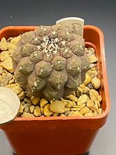 Copiapoa hypogeae lizard for sale  MOLD