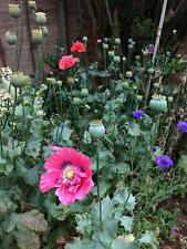 Giant poppy seed for sale  KETTERING