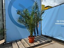 Palma phoenix canariensis usato  Spedire a Italy