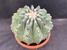 Ferocactus glaucescens inermis usato  Massafra